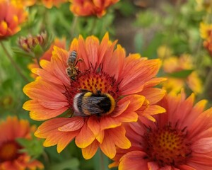 Honey bee and bumble bee pollinating and feeding on Gallardia flower