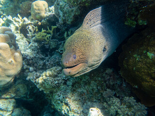 Black moray in the expanses of the coral reef of the Red Sea, Hurghada, Egypt