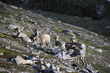 Fototapeta premium wildlife