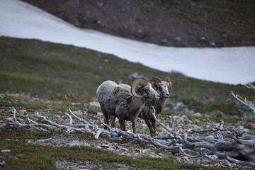 Naklejka premium wildlife