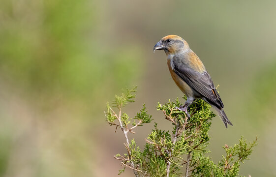 Red Crossbill (Moxia Curvirostra) perching on a tree