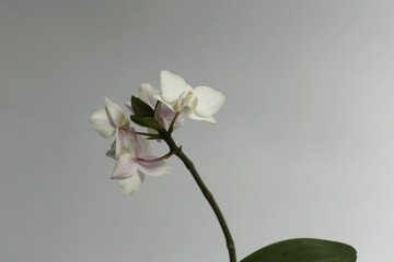 beautiful white orchid