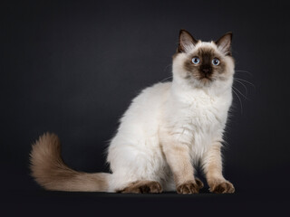 Fluffy young seal point ragdoll cat, sitting up side ways. Looking straight to camera with light blue eyes. Isolated on a black background.