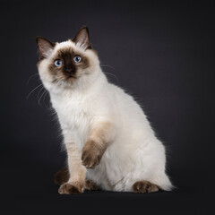 Obraz premium Fluffy young seal point ragdoll cat, sitting facing front. One paw playful up in the air. Looking straight to camera with light blue eyes. Isolated on a black background.