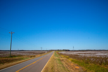 Fototapeta na wymiar Rural highway Fields of cotton on a farm in rural south Georgia clear blue sky