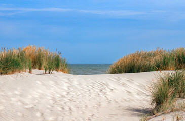 north sea beach dune grass landscape