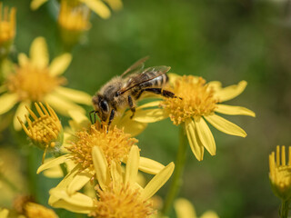 Pszczoła na polnym ż&oacute;łtym kwiatku