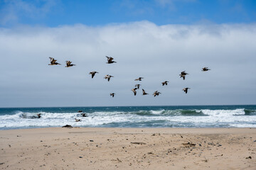 A large group of pelicans flies over the beach along the surf in bright sunshine