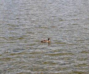 The duck swimming in the water surface.
