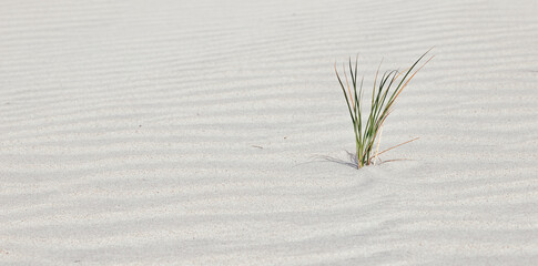 Close-up of dune grass in sand on the coast of the North Sea