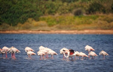 group of flamingos in the lake
