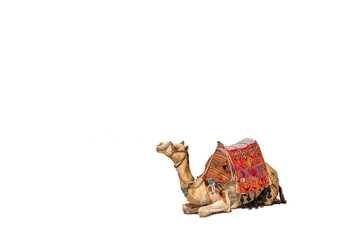An Egyptian Camel