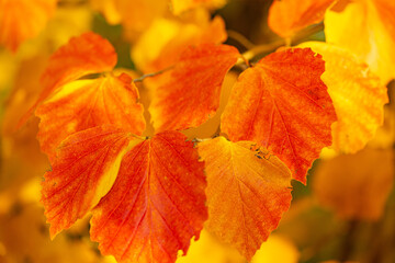 Colorful dotted autumn leaves