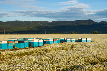 Beehives on the field with the meadowfoam flowers