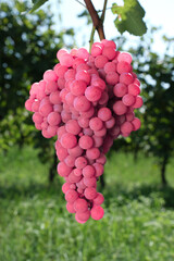 Ripe grapes in Italy. bunch of pink grapes close up. Pink grapes on a green background. Italian pink grapes on a plantation copy space.