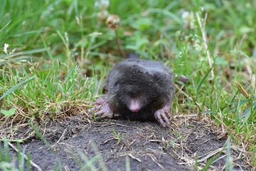 Small mole on the lawn close-up.