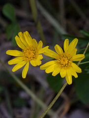 Fototapeta premium flores amarillas de una Euryops