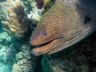 Black moray in the expanses of the coral reef of the Red Sea, Hurghada, Egypt
