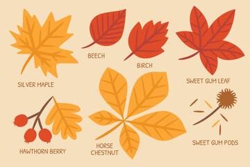 Autumn illustration for website, application, printing, document, poster design, etc.
