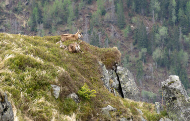 Chamois family on rocks in the Western Tatras.