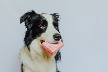 Puppy dog border collie holding pink gift box in mouth isolated on white background. Christmas New...
