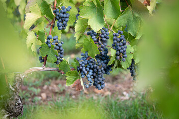 Des grappes de raisins dans une vigne du beaujolais avant les vendanges.
