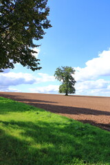 Fototapeta na wymiar single tree in a harvested field