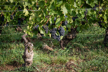 Des grappes de raisins dans une vigne du beaujolais avant les vendanges.

