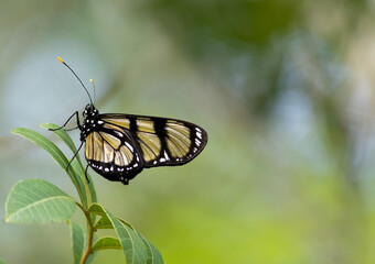 Photograph of a beautiful butterfly resting on a plant in the garden.	