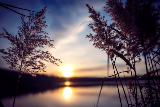 Schilf am See bei Sonnenuntergang