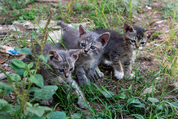 Obraz premium The kitten is playing in the open space