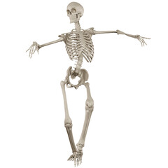 skeleton posing 3d render	