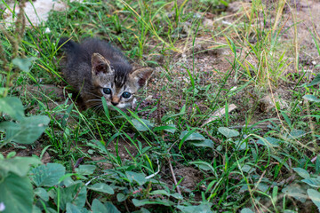 The kitten is playing in the open space