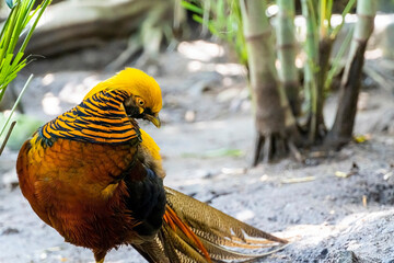Chrysolophus pictus, golden pheasant beautiful bird with very colorful plumage, golds, blues,...