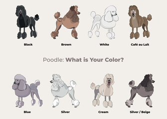 Poodle breed, dog pedigree drawing. Cute dog characters in various poses, designs for prints adorable and cute Poodle cartoon vector set, in different poses.