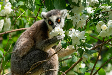 Fototapeta premium Lemur catta, after sunrise, in the sun's rays. He is resting on a tree. He tenderly sniffs the flower. Madagascar. Zoo. Amazing animal. Summer, spring, autumn.