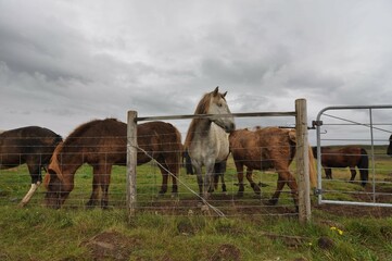 Fototapeta na wymiar The Icelandic horse.