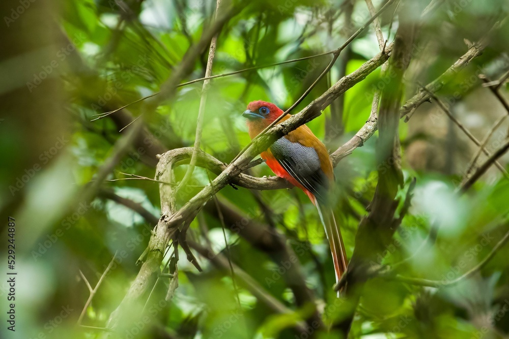 Poster red bird perching on a tree branch in the forest