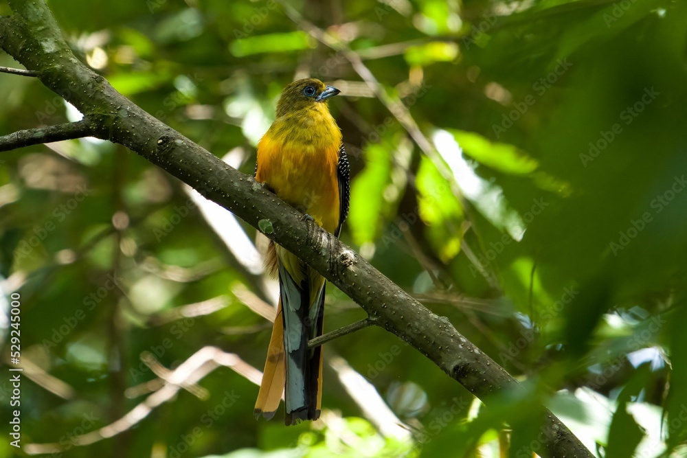 Poster yellow bird perching on a tree branch in the forest