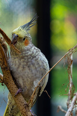 Nymphicus hollandicus, colorful bird with bokeh in the background, yellow and gray nymph, aver beautiful singing, mexico
