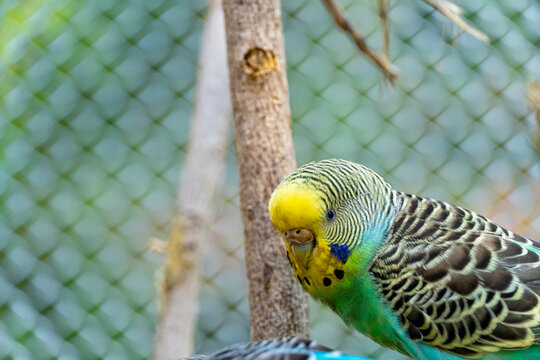 Melopsittacus undulatus, parakeet bird eating seeds standing on a wire, background with bokeh, beautiful colorful bird, mexico