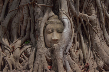 Buddha head in the roots Wat Mahathat Ayutthaya