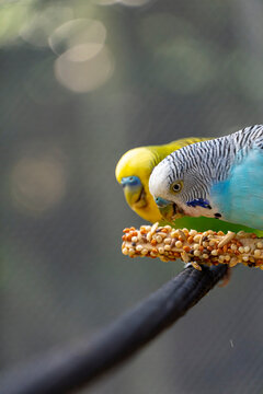 parakeet bird eating seeds standing on a wire, background with bokeh, beautiful colorful bird, mexico