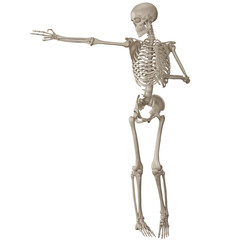 skeleton posing 3d render for 2d game asset