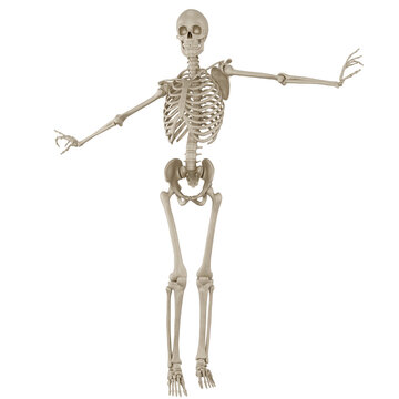 skeleton posing 3d render for 2d game asset