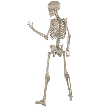 skeleton posing 3d render for 2d game asset
