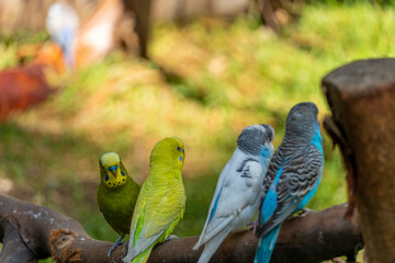 Melopsittacus undulatus, parakeet bird eating seeds standing on a wire, background with bokeh,...