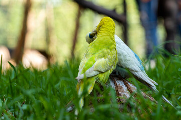 two loving birds, playing in the grass, one yellow green and one blue white, small parakeets, background with bokeh mexico