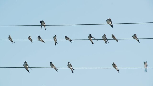 Flock of feathered swallows or swifts sitting on electric wires against a blue sky background. Concept of wildlife