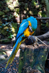 Ara ararauna Colorful of Scarlet macaw bird's feathers with red yellow orange and blue shades, exotic nature background and texture